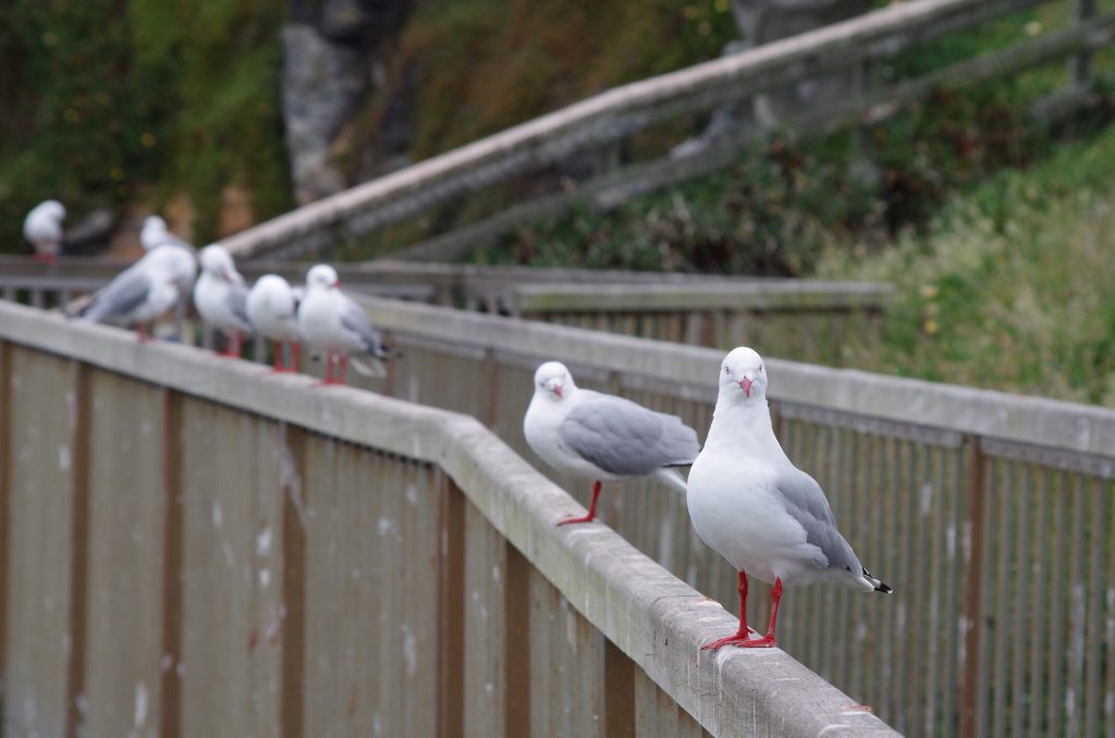 red_billed_gulls
